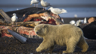 Фотогалерия: Как хора споделят храната си с полярни мечки