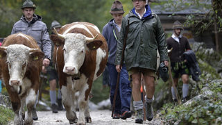 Фотогалерия: На път с баварските <span class="highlight">крави</span>