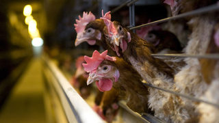 Саудитска Арабия забрани вноса на живи птици и яйца от България
