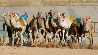Снимка на деня: Роботи се състезават на <span class="highlight">камили</span> в Йордания