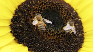 Кампания в защита на пчелите и фермерите взе на прицел аграрната <span class="highlight">политика</span> на ЕС
