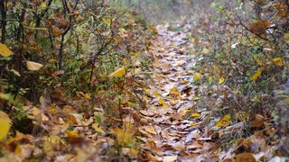 Човекът срещу природата: Есенна разходка в парк "Въртопо"