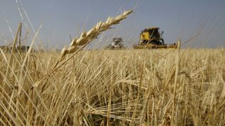 Очакваната реколта от <span class="highlight">пшеница</span> е 5.4 млн. тона - достатъчно за хлебния баланс