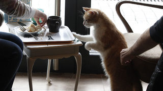 Фотогалерия: Да пиеш кафе с <span class="highlight">котка</span>