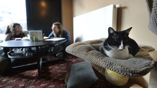 Фотогалерия: Да пиеш кафе с котка