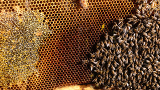 Пчеларите ще могат да теглят кредити с годишна лихва от 4%