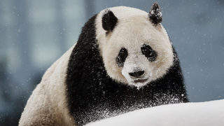 Фотогалерия: Пандата като китайски посланик