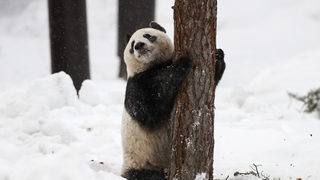 Фотогалерия: Пандата като китайски посланик