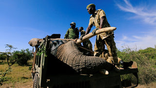 Фотогалерия: Как се евакуира слон