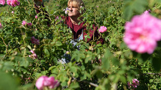 Производители настояват за контрол върху насажденията от роза и <span class="highlight">лавандула</span>