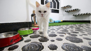 Фотогалерия: Двустаен комфорт за котките на Басра