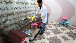 Фотогалерия: Двустаен комфорт за котките на Басра