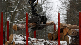 Съдът на ЕС реши, че Полша е нарушила европейските закони със сечта в Беловежката гора