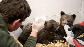 Фотогалерия: Три бебета мечета без майка в Парка за танцуващи мечки