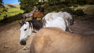 Фотогалерия: Терапия за преодоляване на стреса с коне