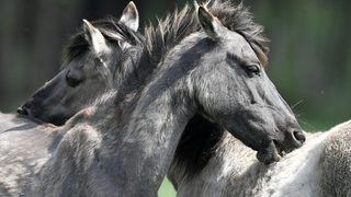 Фотогалерия: Дивите коне на Дюлмен