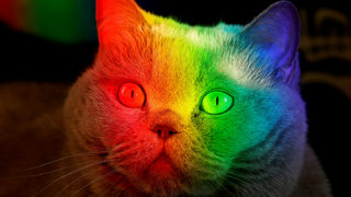 Снимка на деня: <span class="highlight">Котка</span> в цветовете на дъгата
