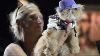 Фотогалерия: Котки на модния подиум