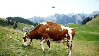 Фотогалерия: Швейцарската военна авиация в помощ на кравите