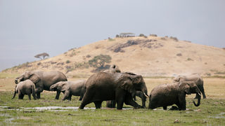 Фотогалерия: Из земите на слоновете и масаите
