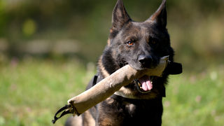 Фотогалерия: Кучетата полицаи