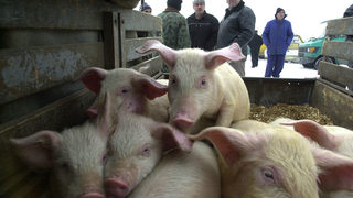 В Тервелско е намерена дива свиня с африканска чума