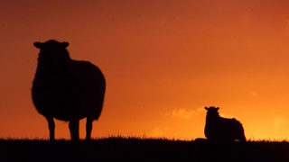 ЕК позволи на Великобритания да възобнови износа на месо и мляко