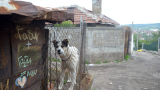 По-големи санкции за кучета без намордник са безсмислени според организации