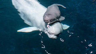 Снимка на деня: Бебе белуга се роди в чикагския аквариум