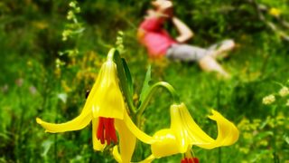 Фотогалерия: Ново находище на застрашеното цвете Родопски крем