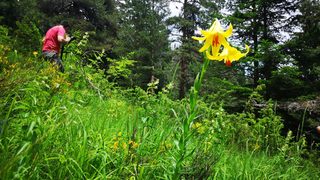 Фотогалерия: Ново находище на застрашеното цвете Родопски крем