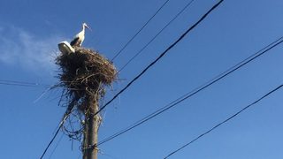 За щъркелите и електричеството