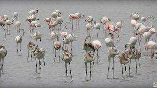 Видео: Рекорден брой розови <span class="highlight">фламинго</span> почиват в Атанасовското езеро