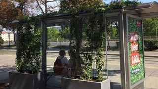 Във Виена чакат автобуса или трамвая под сянката на диви лози