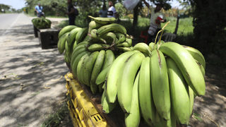 Няма кой да поеме щафетата: болест избива основния сорт банани за света