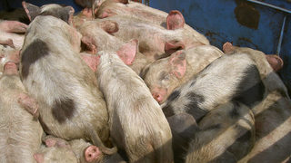 Ново огнище на африканска чума по свинете е регистрирано в Смолянско