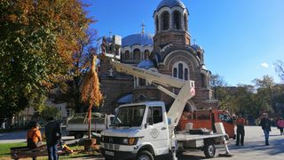 Снимка на деня: Новата върба в градинката на "Св. Седмочисленици"