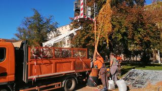 Снимка на деня: Новата върба в градинката на "Св. Седмочисленици"