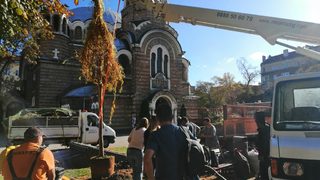 Снимка на деня: Новата върба в градинката на "Св. Седмочисленици"