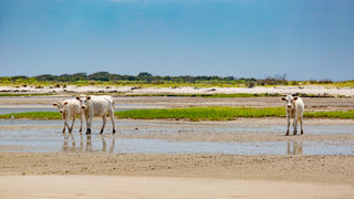 Снимка на деня: Кравите, които се спасиха от ураган с плуване