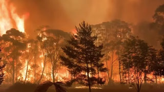 Горските пожари в Австралия - как огънят поглъща дърветата за минути