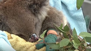 Как спасяват оцелелите животни в Австралия