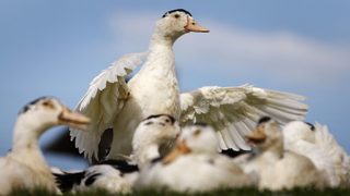 Птичият <span class="highlight">грип</span> продължава да се разпространява в Пловдивско