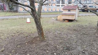 Курник в двора на училището