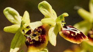 Фотогалерия: Диви орхидеи от България
