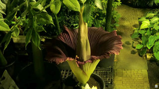 Снимка на деня: Цъфна най-голямото цвете в света