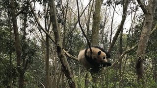 Чънду - център за изследвания на гигантската панда