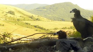 Бракониери са убили черния лешояд Ултрон, който трябвало да върне вида в България
