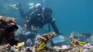 Фотогалерия: Водолази засаждат корали за бъдещ риф