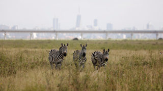 Фотогалерия: Дивите животни в парк "Найроби" са застрашени